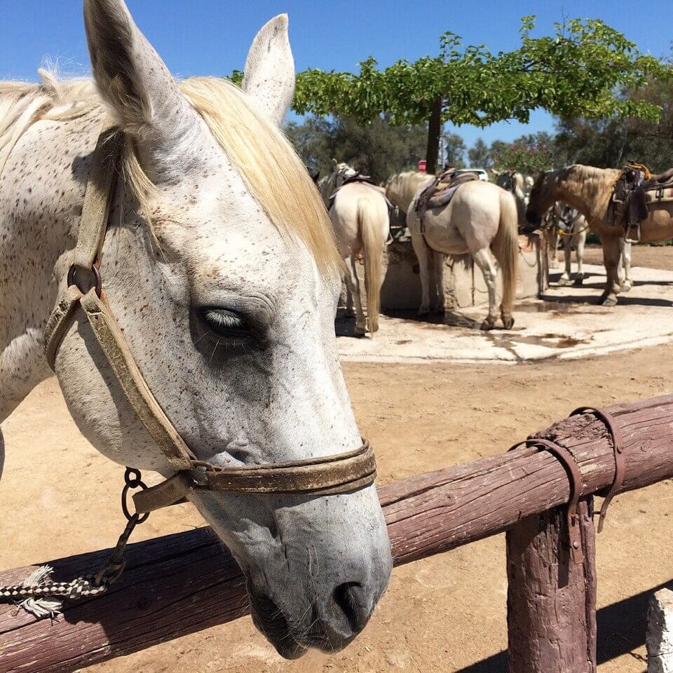 camargue national park