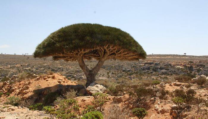 Dragon’s Blood Tree