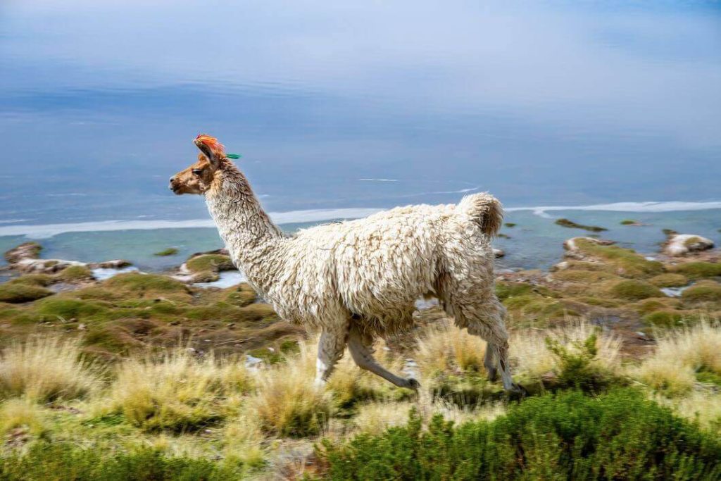 tips for backpacking south america