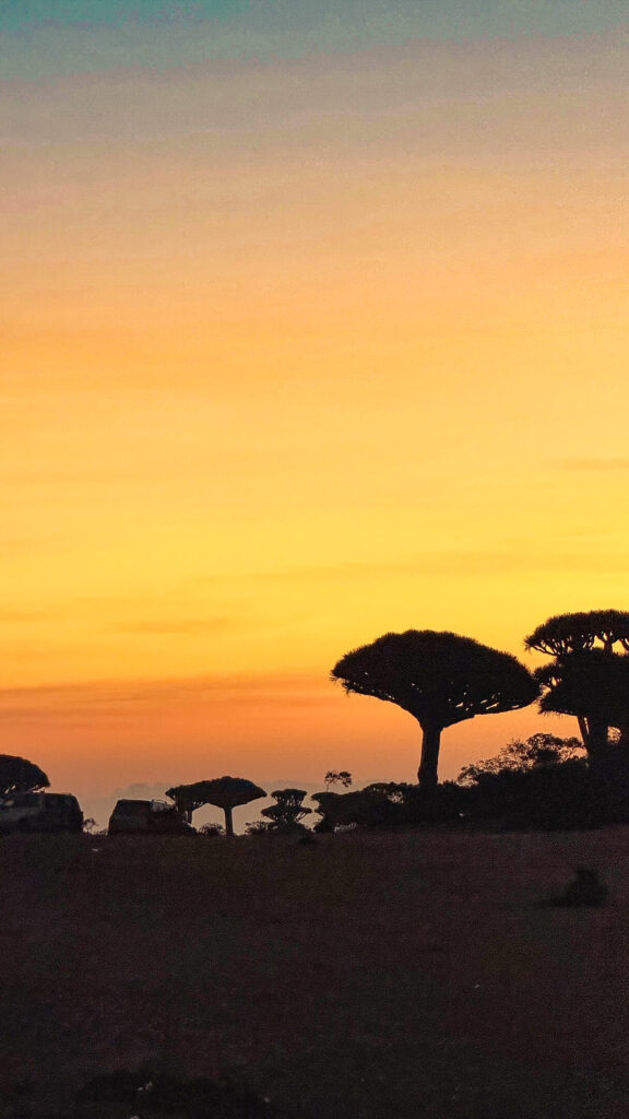 15 things to do in socotra island yemen