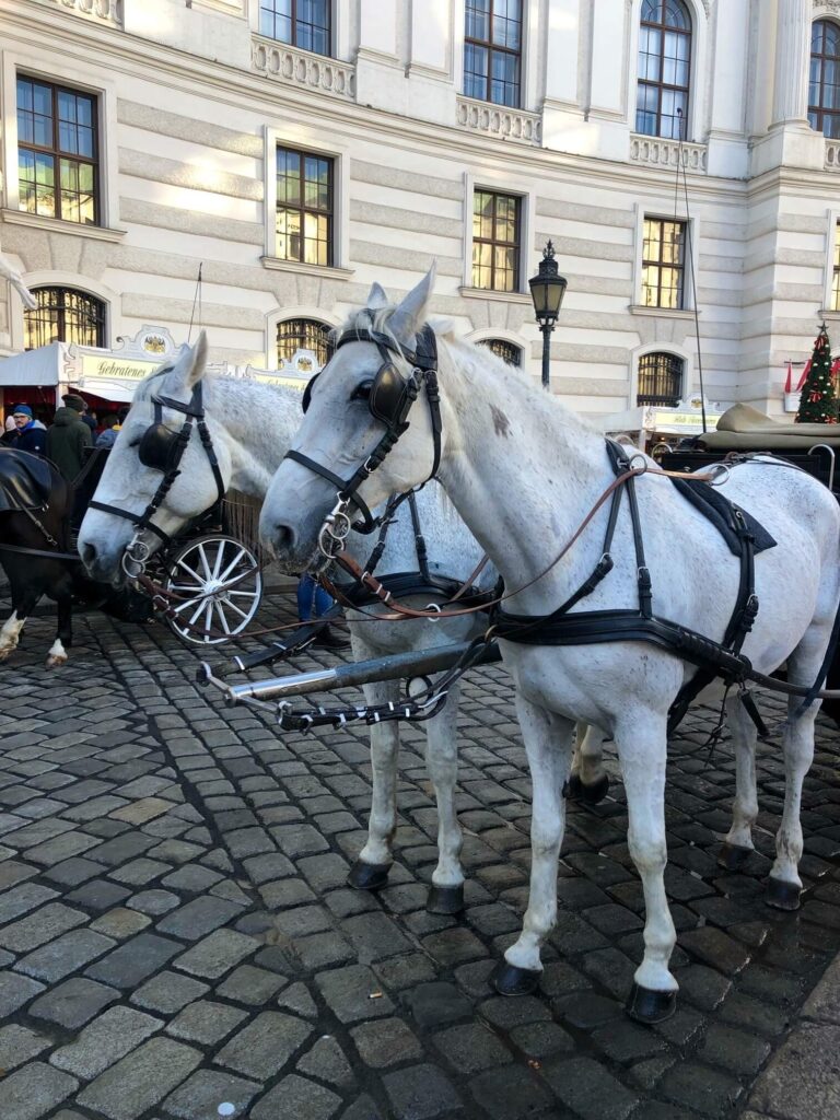 carriage things to do in vienna city