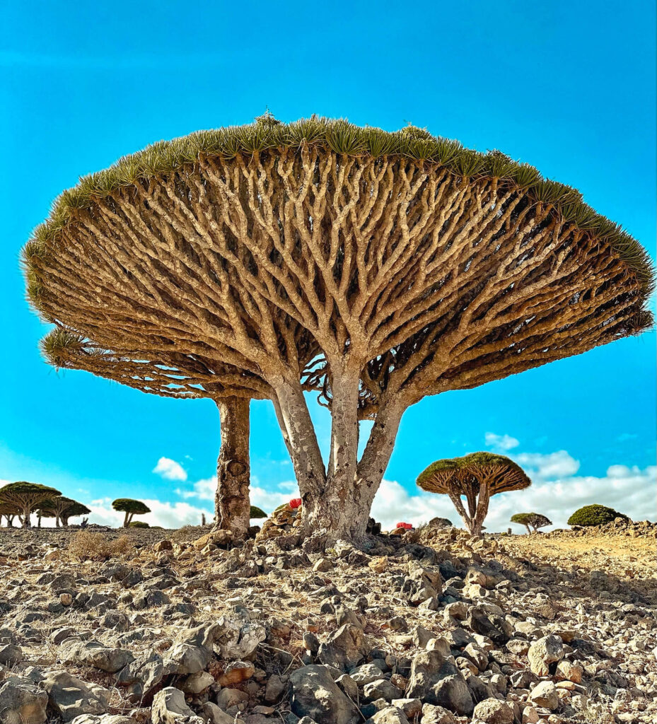 things to do in socotra island yemen
