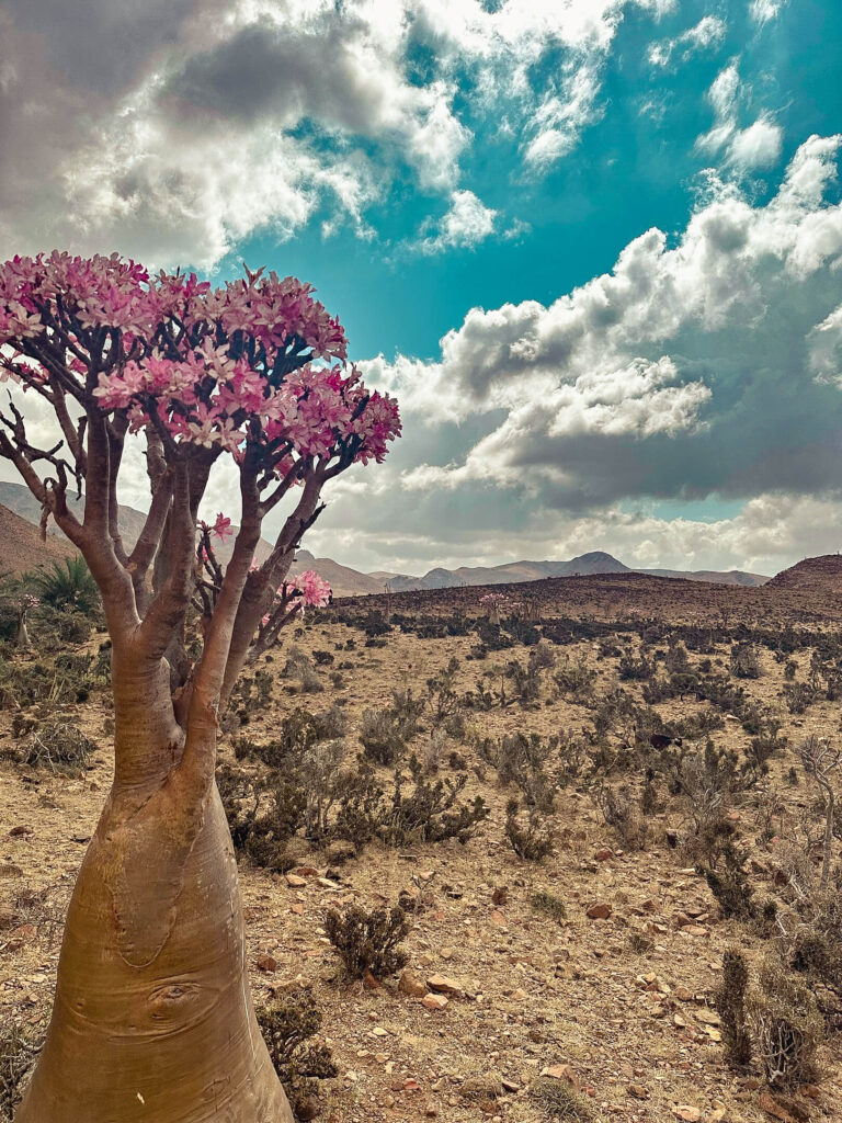 things to do in socotra yemen